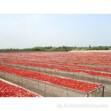 Reine gehackte Tomatennudel/ Sauce/ kleine Pflanze